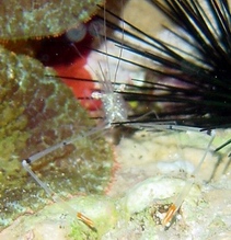 Photo: M. Levin, see larger picture